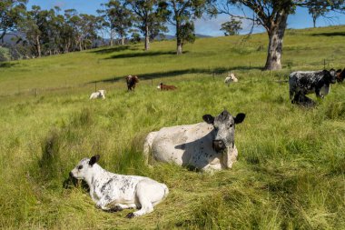 İngiltere 'de bir çiftlikte sığır eti. Baharda çayırda otlayan İngiliz sığırları. Sürdürülebilir bir tarım çiftliğinin otlağında büyüyen yeşil çimenler.