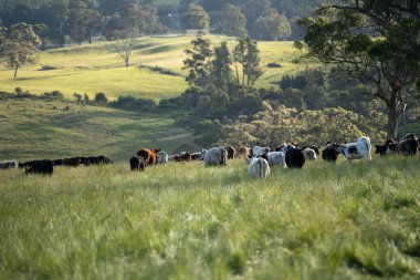 İngiltere 'de bir çiftlikte sığır eti. Baharda çayırda otlayan İngiliz sığırları. Sürdürülebilir bir tarım çiftliğinin otlağında büyüyen yeşil çimenler.