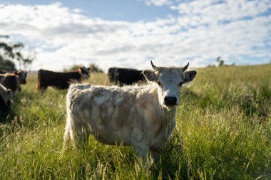 İngiltere 'de bir çiftlikte sığır eti. Baharda çayırda otlayan İngiliz sığırları. Sürdürülebilir bir tarım çiftliğinin otlağında büyüyen yeşil çimenler.