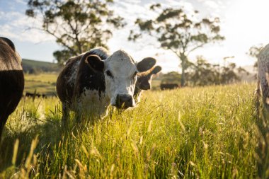 İngiltere 'de bir çiftlikte sığır eti. Baharda çayırda otlayan İngiliz sığırları. Sürdürülebilir bir tarım çiftliğinin otlağında büyüyen yeşil çimenler.
