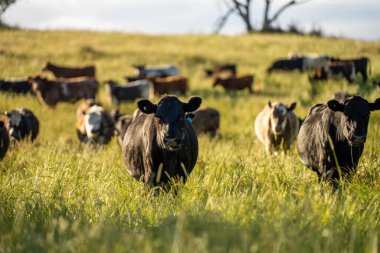 Avustralya 'daki güzel sığırlar ot yer, otlakta otlarlar. Tarımsal bir çiftlikte yetiştirilen sığır sürüsü. Yazın sürdürülebilir tarım