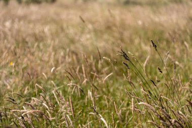 Yazın Avustralya 'da bir çiftlikte ot ve pasutre.