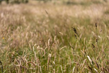 Yazın Avustralya 'da bir çiftlikte ot ve pasutre.