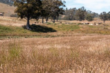 Yazın Avustralya 'da bir çiftlikte ot ve pasutre.
