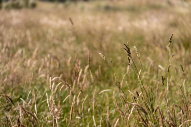 Yazın Avustralya 'da bir çiftlikte ot ve pasutre.