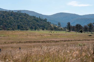 Yazın Avustralya 'da bir çiftlikte ot ve pasutre.