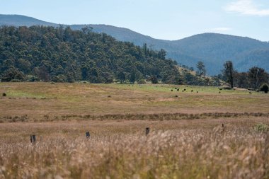 Yazın Avustralya 'da bir çiftlikte ot ve pasutre.