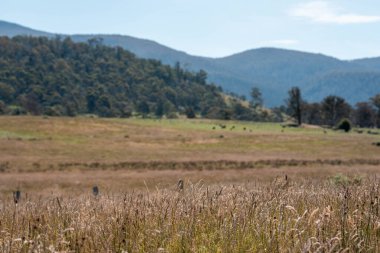 Yazın Avustralya 'da bir çiftlikte ot ve pasutre.