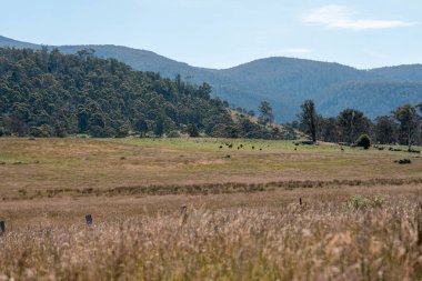 Yazın Avustralya 'da bir çiftlikte ot ve pasutre.