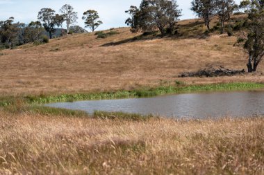 Yazın Avustralya 'da bir çiftlikte ot ve pasutre.