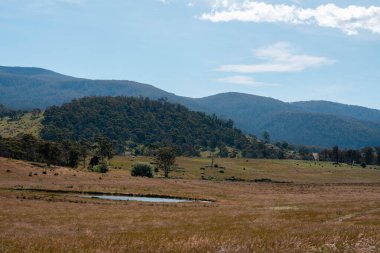 Yazın Avustralya 'da bir çiftlikte ot ve pasutre.