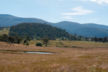 Yazın Avustralya 'da bir çiftlikte ot ve pasutre.
