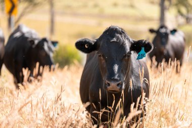 Avustralya 'daki güzel siyah angus sığırları ot yer, otlakta otlar. Tarımsal bir çiftlikte yetiştirilen sığır sürüsü. Yazın sürdürülebilir tarım