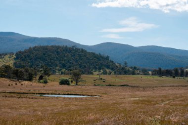 Yazın Avustralya 'da bir çiftlikte ot ve pasutre.
