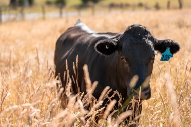 Avustralya 'daki güzel siyah angus sığırları ot yer, otlakta otlar. Tarımsal bir çiftlikte yetiştirilen sığır sürüsü. Yazın sürdürülebilir tarım