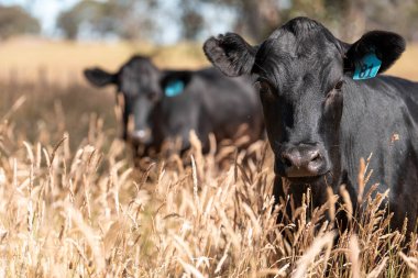 Avustralya 'daki güzel siyah angus sığırları ot yer, otlakta otlar. Tarımsal bir çiftlikte yetiştirilen sığır sürüsü. Yazın sürdürülebilir tarım