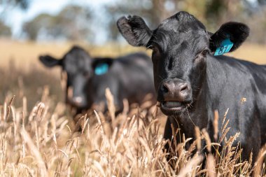 Avustralya 'daki güzel siyah angus sığırları ot yer, otlakta otlar. Tarımsal bir çiftlikte yetiştirilen sığır sürüsü. Yazın sürdürülebilir tarım