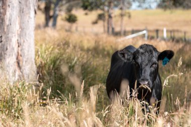 Avustralya 'daki güzel siyah angus sığırları ot yer, otlakta otlar. Tarımsal bir çiftlikte yetiştirilen sığır sürüsü. Yazın sürdürülebilir tarım