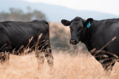 Avustralya 'daki güzel siyah angus sığırları ot yer, otlakta otlar. Tarımsal bir çiftlikte yetiştirilen sığır sürüsü. Yazın sürdürülebilir tarım
