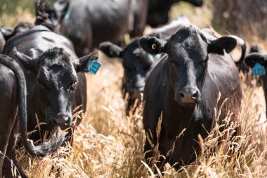 Avustralya 'daki güzel siyah angus sığırları ot yer, otlakta otlar. Tarımsal bir çiftlikte yetiştirilen sığır sürüsü. Yazın sürdürülebilir tarım