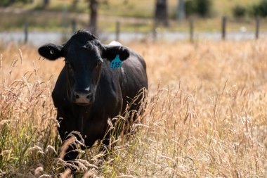 Avustralya 'daki güzel siyah angus sığırları ot yer, otlakta otlar. Tarımsal bir çiftlikte yetiştirilen sığır sürüsü. Yazın sürdürülebilir tarım