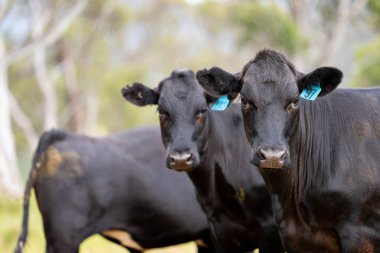 Avustralya 'daki güzel siyah angus sığırları ot yer, otlakta otlar. Tarımsal bir çiftlikte yetiştirilen sığır sürüsü. Yazın sürdürülebilir tarım
