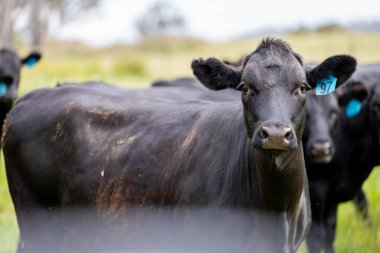 Avustralya 'daki güzel siyah angus sığırları ot yer, otlakta otlar. Tarımsal bir çiftlikte yetiştirilen sığır sürüsü. Yazın sürdürülebilir tarım