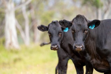 Avustralya 'daki güzel siyah angus sığırları ot yer, otlakta otlar. Tarımsal bir çiftlikte yetiştirilen sığır sürüsü. Yazın sürdürülebilir tarım