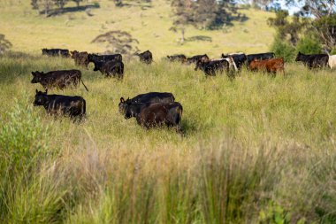 Avustralya 'daki güzel siyah angus sığırları ot yer, otlakta otlar. Tarımsal bir çiftlikte yetiştirilen sığır sürüsü. Yazın sürdürülebilir tarım