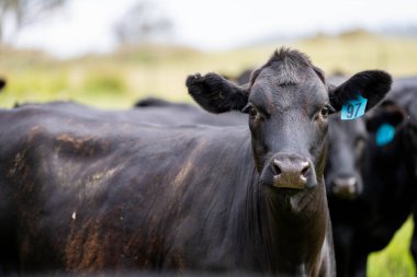 Avustralya 'daki güzel siyah angus sığırları ot yer, otlakta otlar. Tarımsal bir çiftlikte yetiştirilen sığır sürüsü. Yazın sürdürülebilir tarım