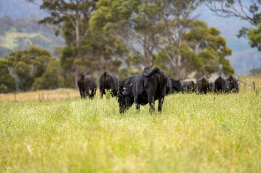 Avustralya 'daki güzel siyah angus sığırları ot yer, otlakta otlar. Tarımsal bir çiftlikte yetiştirilen sığır sürüsü. Yazın sürdürülebilir tarım
