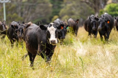 Avustralya 'daki güzel siyah angus sığırları ot yer, otlakta otlar. Tarımsal bir çiftlikte yetiştirilen sığır sürüsü. Yazın sürdürülebilir tarım