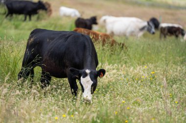 Avustralya 'daki güzel siyah angus sığırları ot yer, otlakta otlar. Tarımsal bir çiftlikte yetiştirilen sığır sürüsü. Yazın sürdürülebilir tarım
