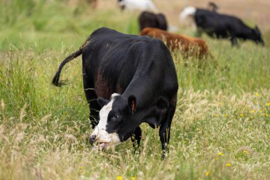 Avustralya 'daki güzel siyah angus sığırları ot yer, otlakta otlar. Tarımsal bir çiftlikte yetiştirilen sığır sürüsü. Yazın sürdürülebilir tarım