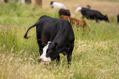Avustralya 'daki güzel siyah angus sığırları ot yer, otlakta otlar. Tarımsal bir çiftlikte yetiştirilen sığır sürüsü. Yazın sürdürülebilir tarım