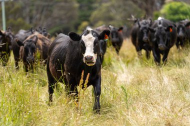 Avustralya 'daki güzel siyah angus sığırları ot yer, otlakta otlar. Tarımsal bir çiftlikte yetiştirilen sığır sürüsü. Yazın sürdürülebilir tarım