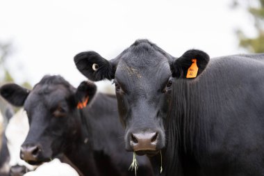 Avustralya 'daki güzel siyah angus sığırları ot yer, otlakta otlar. Tarımsal bir çiftlikte yetiştirilen sığır sürüsü. Yazın sürdürülebilir tarım