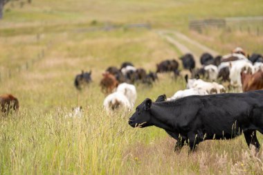 Avustralya 'daki güzel siyah angus sığırları ot yer, otlakta otlar. Tarımsal bir çiftlikte yetiştirilen sığır sürüsü. Yazın sürdürülebilir tarım