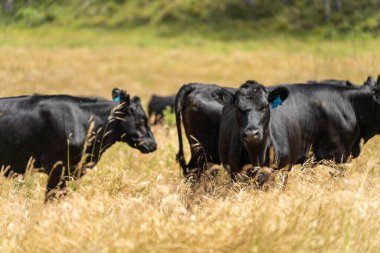 Avustralya 'daki güzel siyah angus sığırları ot yer, otlakta otlar. Tarımsal bir çiftlikte yetiştirilen sığır sürüsü. Yazın sürdürülebilir tarım