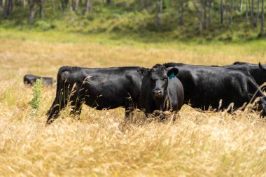 Avustralya 'daki güzel siyah angus sığırları ot yer, otlakta otlar. Tarımsal bir çiftlikte yetiştirilen sığır sürüsü. Yazın sürdürülebilir tarım