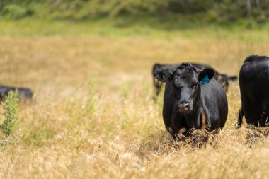 Avustralya 'daki güzel siyah angus sığırları ot yer, otlakta otlar. Tarımsal bir çiftlikte yetiştirilen sığır sürüsü. Yazın sürdürülebilir tarım
