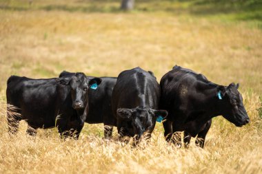 Avustralya 'daki güzel siyah angus sığırları ot yer, otlakta otlar. Tarımsal bir çiftlikte yetiştirilen sığır sürüsü. Yazın sürdürülebilir tarım