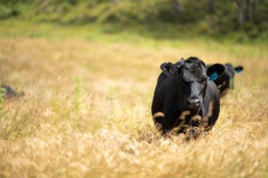 Avustralya 'daki güzel siyah angus sığırları ot yer, otlakta otlar. Tarımsal bir çiftlikte yetiştirilen sığır sürüsü. Yazın sürdürülebilir tarım