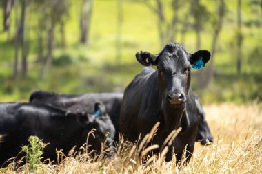 Avustralya 'daki güzel siyah angus sığırları ot yer, otlakta otlar. Tarımsal bir çiftlikte yetiştirilen sığır sürüsü. Yazın sürdürülebilir tarım