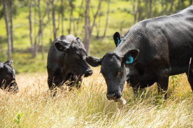 Avustralya 'daki güzel siyah angus sığırları ot yer, otlakta otlar. Tarımsal bir çiftlikte yetiştirilen sığır sürüsü. Yazın sürdürülebilir tarım