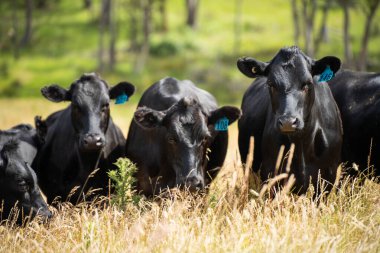 Avustralya 'daki güzel siyah angus sığırları ot yer, otlakta otlar. Tarımsal bir çiftlikte yetiştirilen sığır sürüsü. Yazın sürdürülebilir tarım