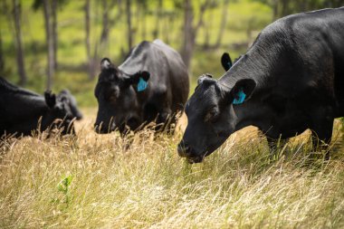 Avustralya 'daki güzel siyah angus sığırları ot yer, otlakta otlar. Tarımsal bir çiftlikte yetiştirilen sığır sürüsü. Yazın sürdürülebilir tarım