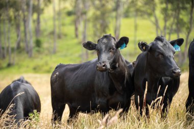Avustralya 'daki güzel siyah angus sığırları ot yer, otlakta otlar. Tarımsal bir çiftlikte yetiştirilen sığır sürüsü. Yazın sürdürülebilir tarım