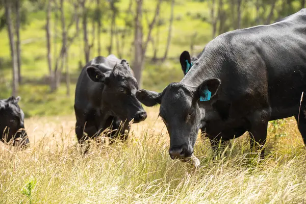Avustralya 'daki güzel siyah angus sığırları ot yer, otlakta otlar. Tarımsal bir çiftlikte yetiştirilen sığır sürüsü. Yazın sürdürülebilir tarım