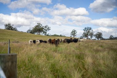 İngiltere 'de bir çiftlikteki bir tarlada sığır budu. Baharda çayırda otlayan İngiliz sığırları. Sürdürülebilir bir tarım çiftliğinde çayırda yeşil çimenler büyüyor.